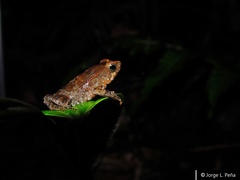 Rhinella