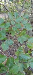 Fagus sylvatica