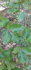 Fagus sylvatica