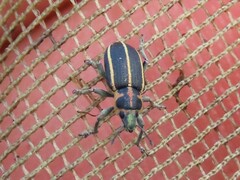 Eudiagogus maryae