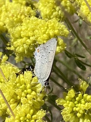 Satyrium sylvinus