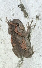 Uperodon taprobanicus