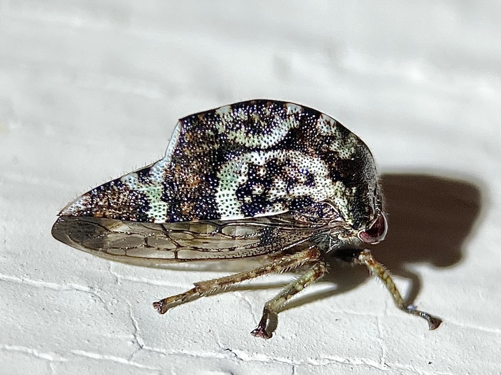 Telamona stephani