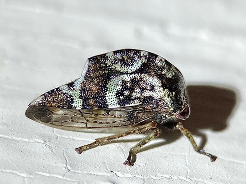 Telamona stephani