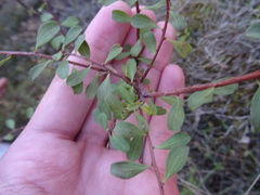 Spiraea hypericifolia