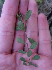 Spiraea hypericifolia