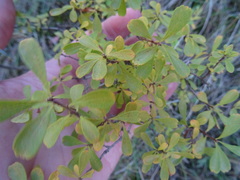 Spiraea hypericifolia