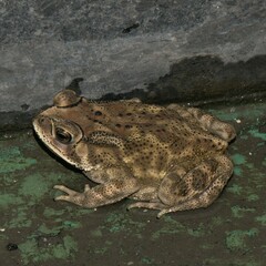 Duttaphrynus melanostictus