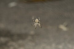 Araneae