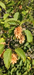 Ostrya carpinifolia
