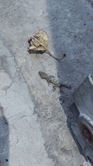 Tarentola mauritanica