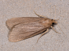Cathayia insularum