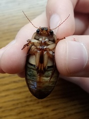 Dytiscus marginalis marginalis