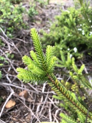 Struthiola striata