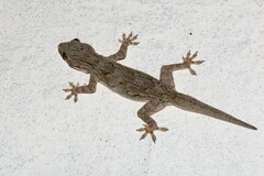 Hemidactylus
