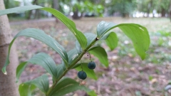 Polygonatum