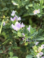 Medicago sativa