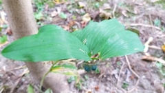 Polygonatum