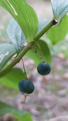 Polygonatum