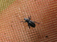 Eudiagogus maryae