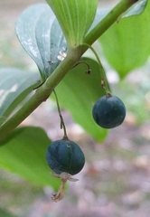Polygonatum