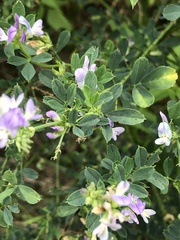 Medicago sativa