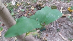 Polygonatum