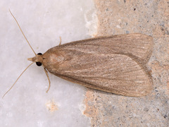 Cathayia insularum