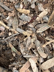 Odontomachus desertorum