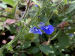 Salvia monantha