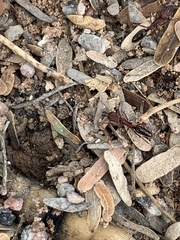 Odontomachus desertorum