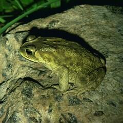 Duttaphrynus melanostictus