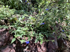 Salvia monantha