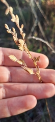 Eragrostis capensis