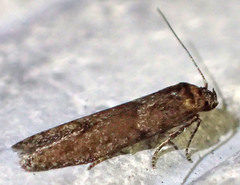 Blastobasis maroccanella