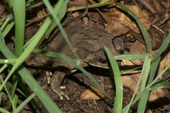 Duttaphrynus melanostictus