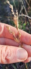 Eragrostis capensis