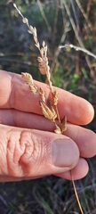Eragrostis capensis