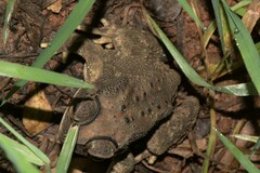 Duttaphrynus melanostictus