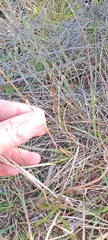 Eragrostis capensis