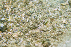 Acentrogobius