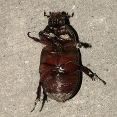 Scarabaeidae