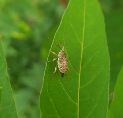 Curculio