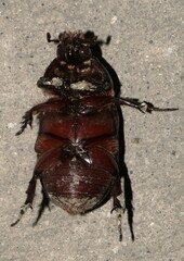 Scarabaeidae