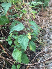 Urtica dioica