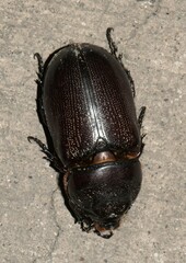 Scarabaeidae