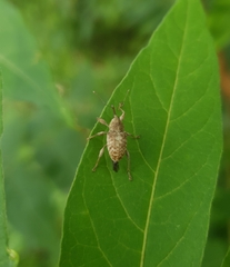 Curculio