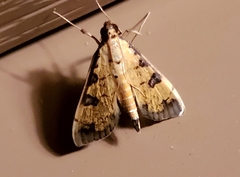 Ategumia ebulealis