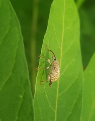 Curculio