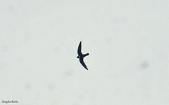 Streptoprocne biscutata